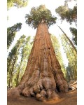 Секвоядендрон гігантський | Sequoiadendron giganteum | Секвойядендрон гигантский